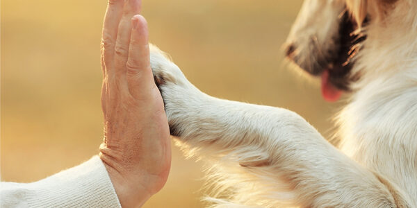 PET THERAPY